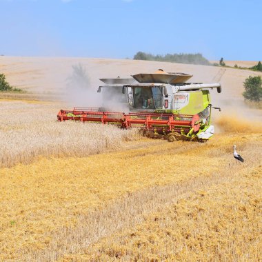 combine harvesters working at wheat field, harvesting in the countryside