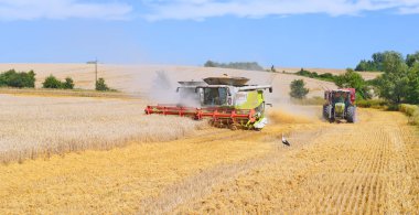 Buğday tarlasında çalışan hasatçıları birleştirin, kırsal kesimde hasat yapın.
