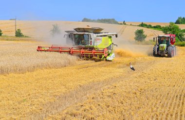 Buğday tarlasında çalışan hasatçıları birleştirin, kırsal kesimde hasat yapın.