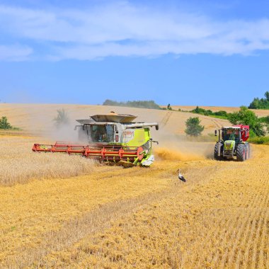 Buğday tarlasında çalışan hasatçıları birleştirin, kırsal kesimde hasat yapın.