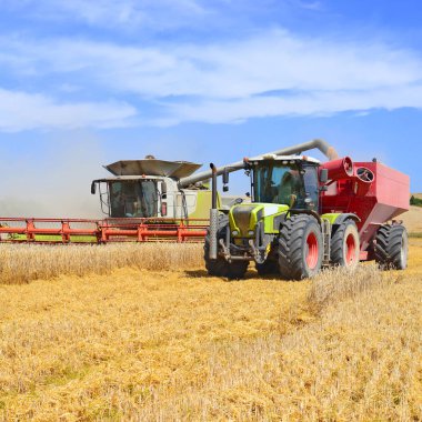 Tahıl hasat traktör römork tahıl tankına aşırı yükleme.