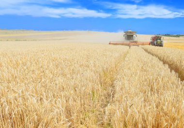 Buğday tarlasında çalışan hasatçıyı birleştirin, kırsal alanda hasat yapın.