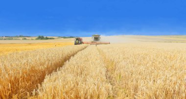Buğday tarlasında çalışan hasatçıyı birleştirin, kırsal alanda hasat yapın.