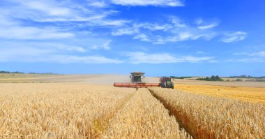combine harvester working at wheat field, harvesting in the countryside