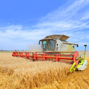 Buğday tarlasında çalışan hasatçıyı birleştirin, kırsal alanda hasat yapın.