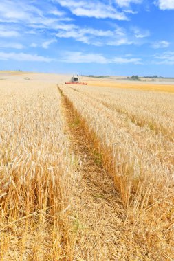 combine harvester working at wheat field, harvesting in the countryside