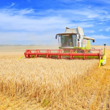 combine harvester working at wheat field, harvesting in the countryside