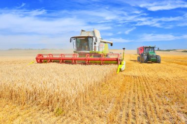 Buğday tarlasında çalışan hasatçıyı birleştirin, kırsal alanda hasat yapın.