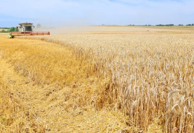 combine harvester working at wheat field, harvesting in the countryside