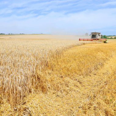 Buğday tarlasında çalışan hasatçıyı birleştirin, kırsal alanda hasat yapın.