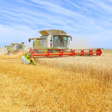 combine harvester working at wheat field, harvesting in the countryside