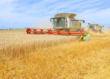 combine harvester working at wheat field, harvesting in the countryside