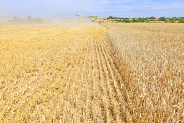 combine harvester working at wheat field, harvesting in the countryside