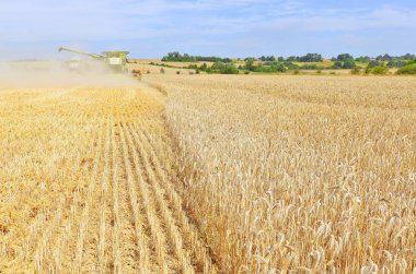 combine harvester working at wheat field, harvesting in the countryside