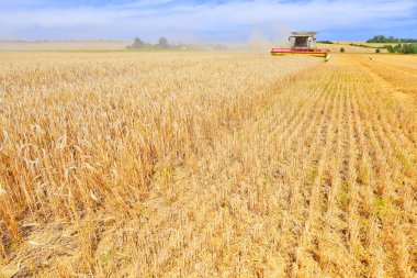 combine harvester working at wheat field, harvesting in the countryside