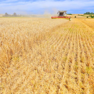 combine harvester working at wheat field, harvesting in the countryside