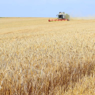 Buğday tarlasında çalışan hasatçıyı birleştirin, kırsal alanda hasat yapın.