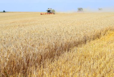 Buğday tarlasında çalışan hasatçıları birleştirin, kırsal kesimde hasat yapın.