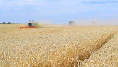 combine harvesters working at wheat field, harvesting in the countryside