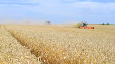 combine harvesters working at wheat field, harvesting in the countryside