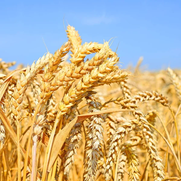 Campo Grano Paesaggio Rurale — Foto Stock