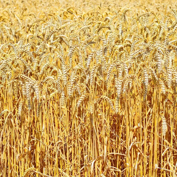 Grain Field Rural Landscape — Stock Photo, Image