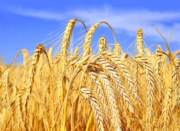 Grain Field Rural Landscape — Stockfoto