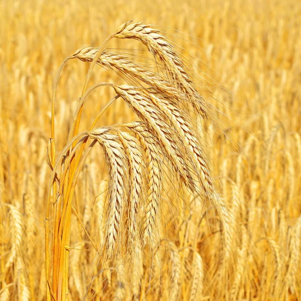 Champ Céréales Dans Paysage Rural — Photo