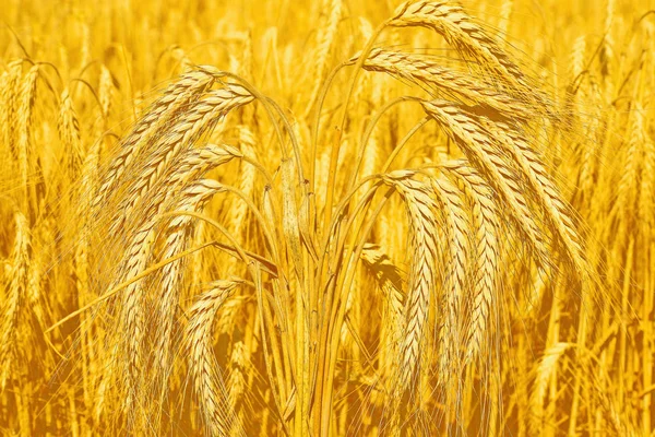 Grain Field Rural Landscape — Stock Photo, Image