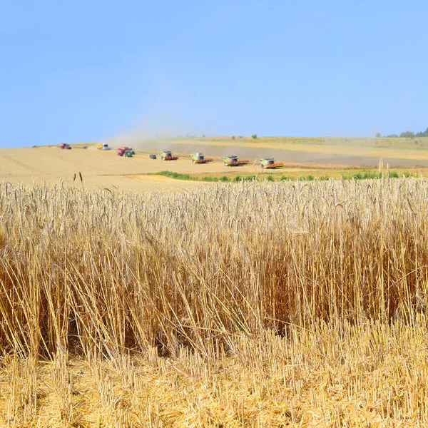 Combine Harvesters Working Wheat Field Harvesting Countryside — Stock fotografie