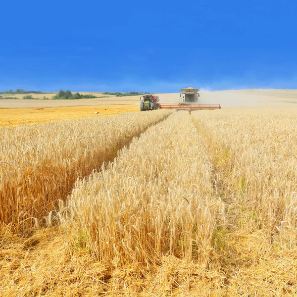 Combine Harvester Working Wheat Field Harvesting Countryside — Stock fotografie