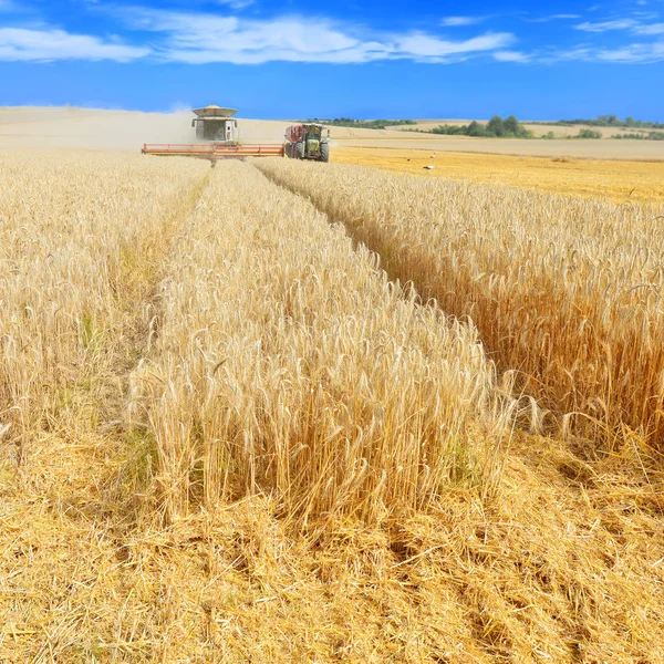 Mähdrescher Bei Der Arbeit Auf Dem Weizenfeld Ernte Auf Dem — Stockfoto