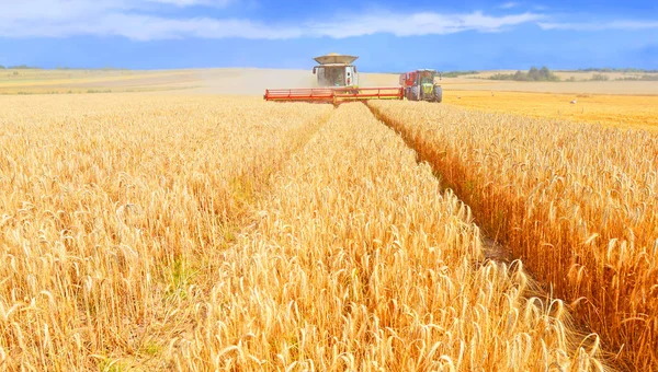 Combine Harvester Working Wheat Field Harvesting Countryside — Stok fotoğraf