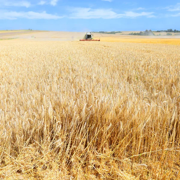 Combine Harvester Working Wheat Field Harvesting Countryside — Stok fotoğraf