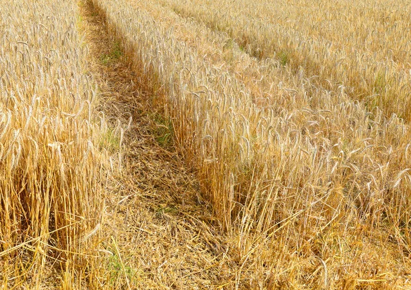 Vetefält Jordbruk Och Natur Bakgrund — Stockfoto