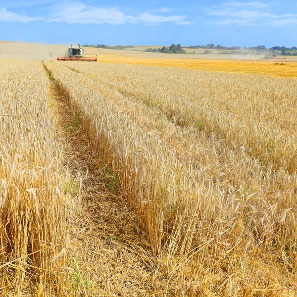 Combine Harvester Working Wheat Field Harvesting Countryside — Stock fotografie