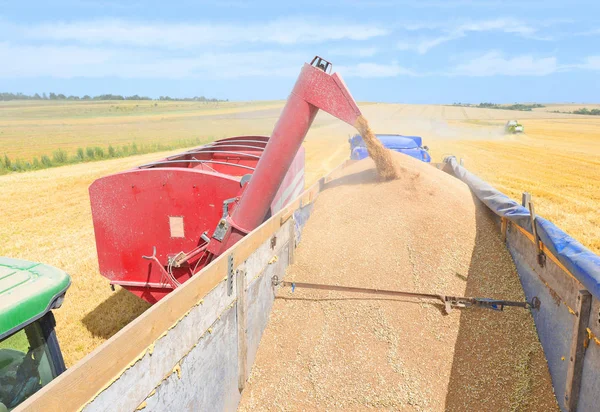 Surcharge Moissonneuse Batteuse Dans Réservoir Grain Remorque Tracteur — Photo