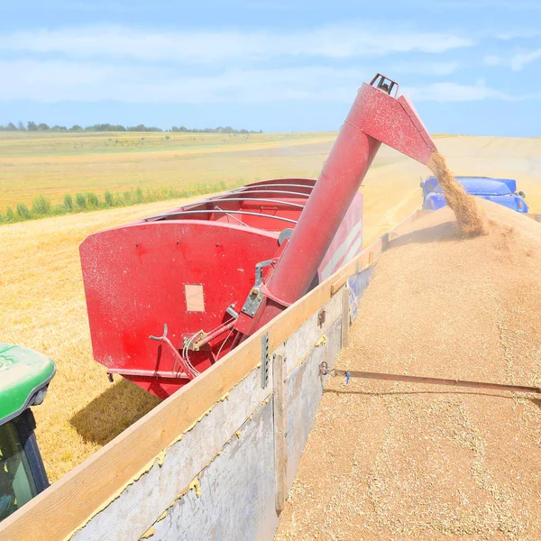 Перевантаження Зернозбирального Комбайна Зерновий Бак Причепа Трактора — стокове фото