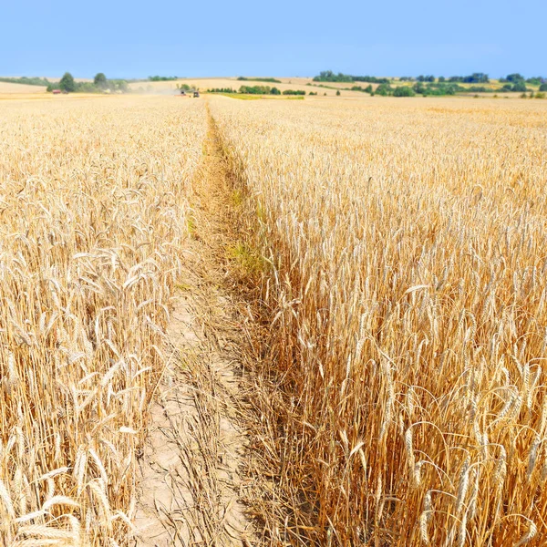 Wheat Field Agriculture Nature Background — Stock fotografie
