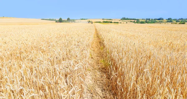 Wheat Field Agriculture Nature Background —  Fotos de Stock