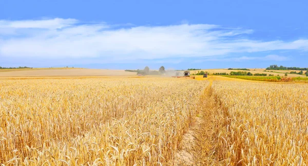Wheat Field Agriculture Nature Background —  Fotos de Stock