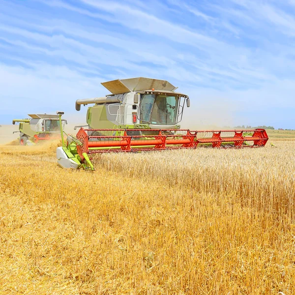 Комбайны Работающие Пшеничном Поле Уборка Урожая Сельской Местности — стоковое фото