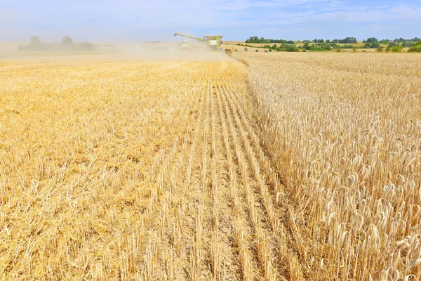 Combine Harvester Working Wheat Field Harvesting Countryside — Foto de Stock