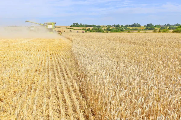 Combine Harvester Working Wheat Field Harvesting Countryside — Stockfoto