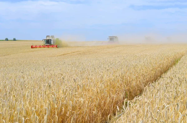 Combine Harvesters Working Wheat Field Harvesting Countryside — Stockfoto