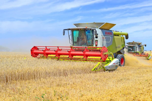 Combine Harvester Working Wheat Field Harvesting Countryside — Foto Stock