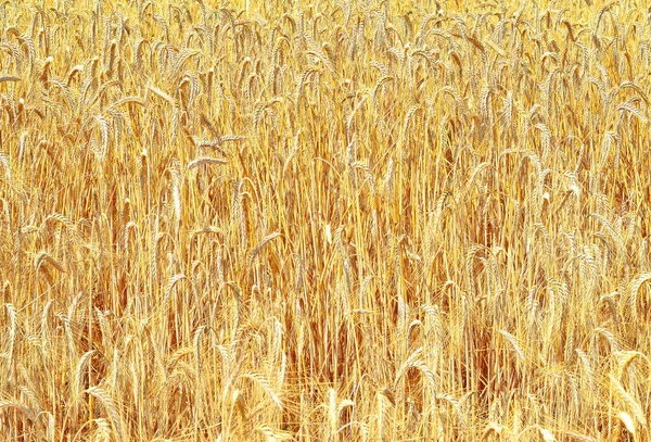 Wheat Field Agriculture Nature Background — Photo