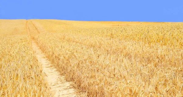 Wheat Field Agriculture Nature Background — Photo