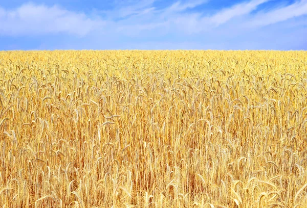 Wheat Field Agriculture Nature Background — Stock Fotó