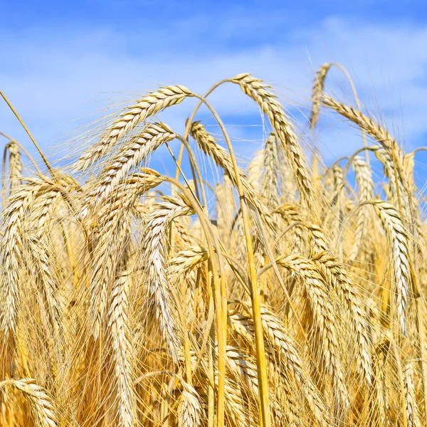 Grain Field Rural Landscape Stock Picture